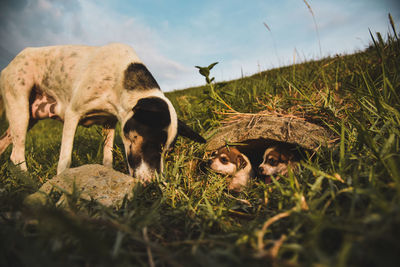 Sheep grazing in a field