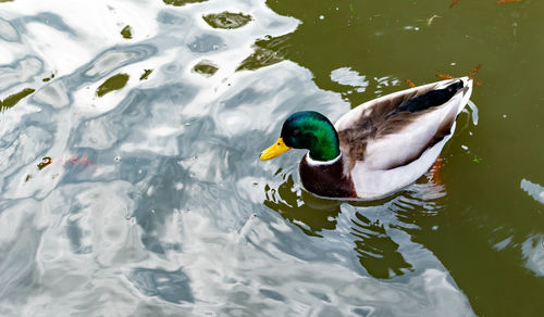 High angle view of mallard duck swimming in lake