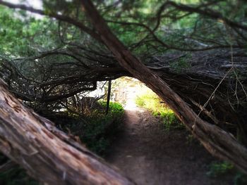 Footpath in forest