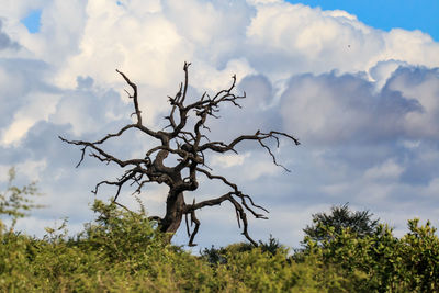 Low angle view of trees against cloudy sky