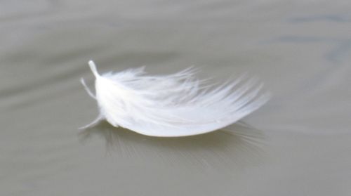 Close-up of feather floating on the lake