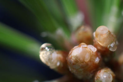 Close-up of wet plant