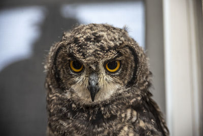 Close-up portrait of owl