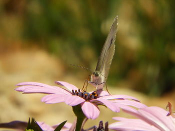 Close-up of butterfly pollinating on purple flower