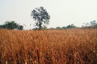 Scenic view of field against clear sky