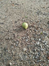 High angle view of apples on plant