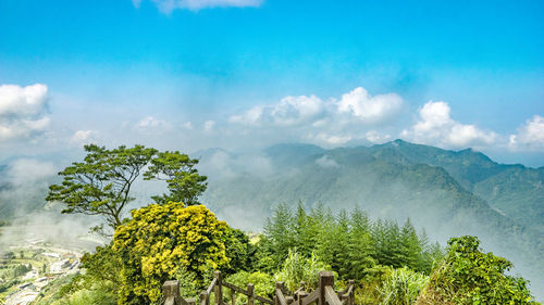 Scenic view of tree against sky