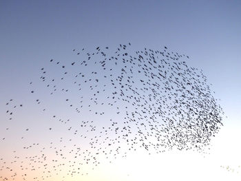 Low angle view of birds flying in sky