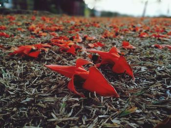 Close-up of red maple leaf on field