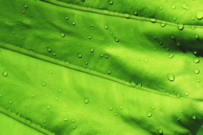 Droplets on a leaf