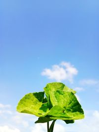 Close-up of fresh green leaves against sky