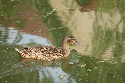 Duck swimming in lake