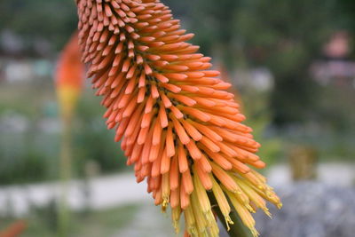 Close-up of orange flower