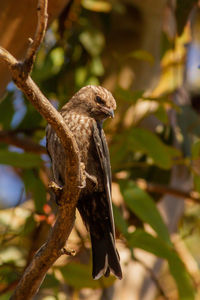 Low angle view of eagle perching on branch