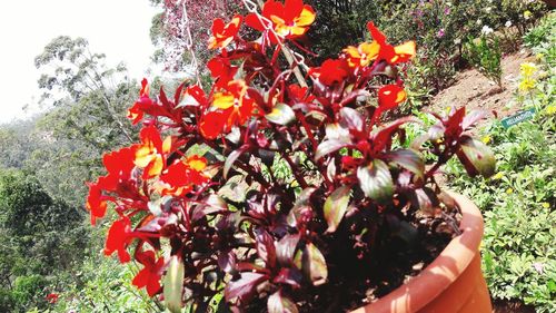 Close-up of red flowers