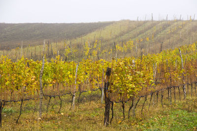 Scenic view of field against sky during autumn