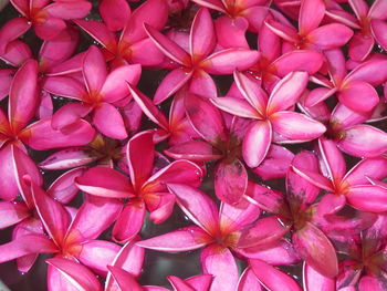 Full frame shot of pink flowering plants