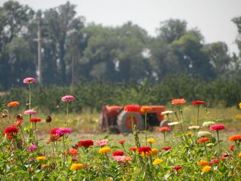 Close-up of red flowers blooming in field