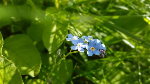 Close-up of white flowering plant