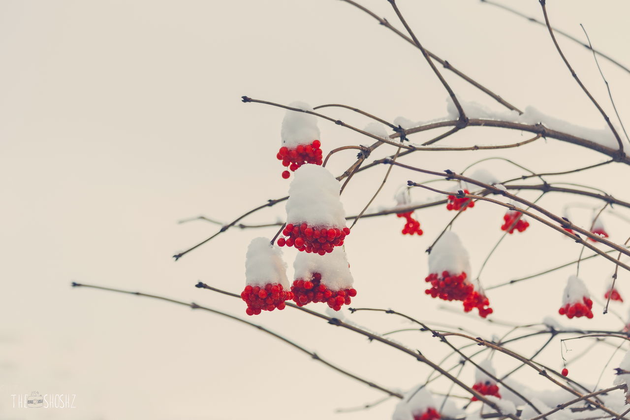 fruit, nature, freshness, no people, red, food and drink, growth, low angle view, close-up, branch, beauty in nature, tree, outdoors, rose hip, food, day, sky