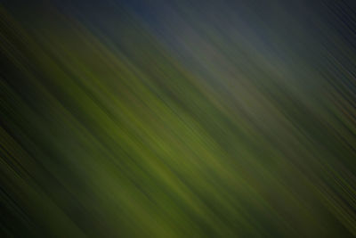 Full frame shot of palm leaves