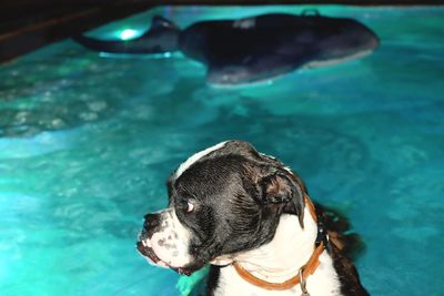 Dog swimming in water