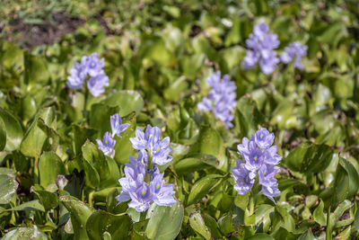 Close-up of purple flowering plants