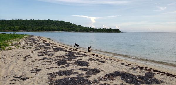 Scenic view of beach against sky