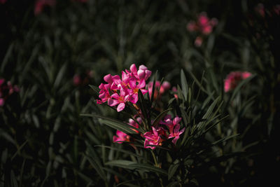 Close-up of pink flowering plants on field