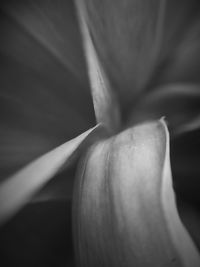 Full frame shot of flowering plant