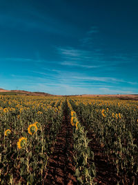 Scenic view of agricultural field against blue sky