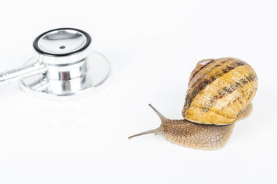 Close-up of snail over white background