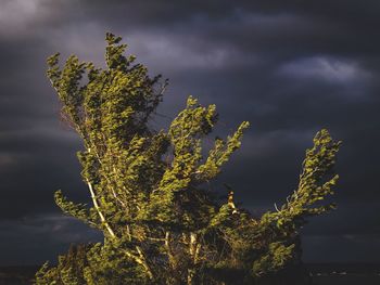 Low angle view of tree against dramatic sky