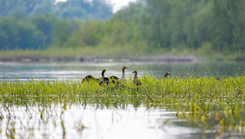 wetland