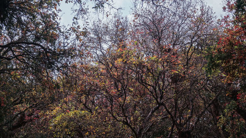 Low angle view of flowering trees in forest during autumn
