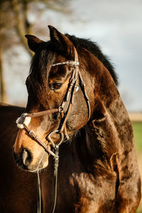 Close-up of horse standing against sky