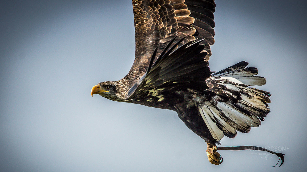 LOW ANGLE VIEW OF EAGLE FLYING