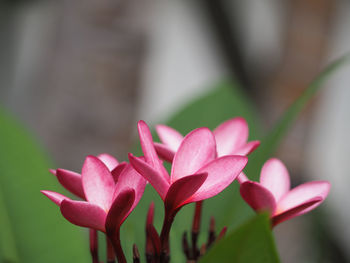 Close-up of pink flowers blooming outdoors