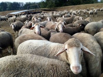 Flock of sheep