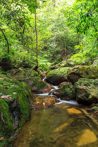 Stream flowing through rocks in forest