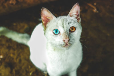 Close-up of white cat