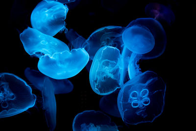 Close-up of jellyfish swimming in sea