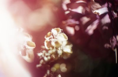 Close-up of flowers