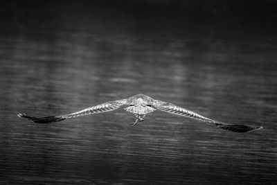 Bird flying over lake