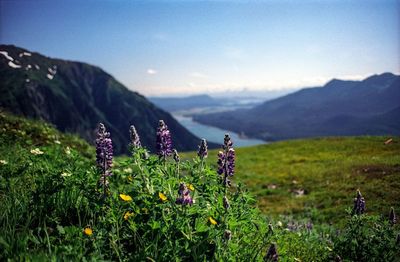 Purple flowering plants on field by mountains against sky