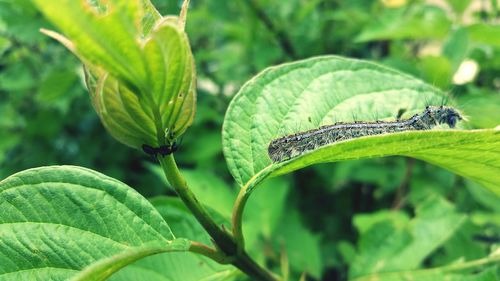 Close-up of caterpillar and ant on plant