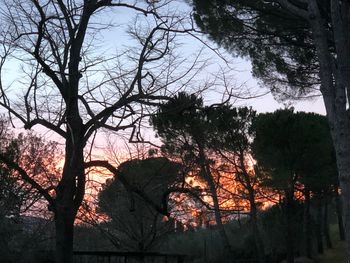 Low angle view of silhouette trees in forest against sky