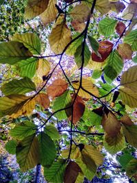 Low angle view of flowering plant