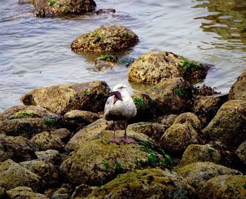 Close-up of bird perching on rock by water