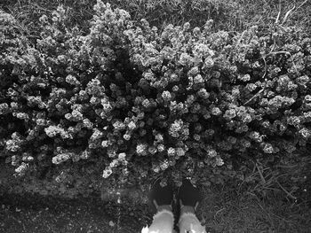 Low section of person standing on flowering plant